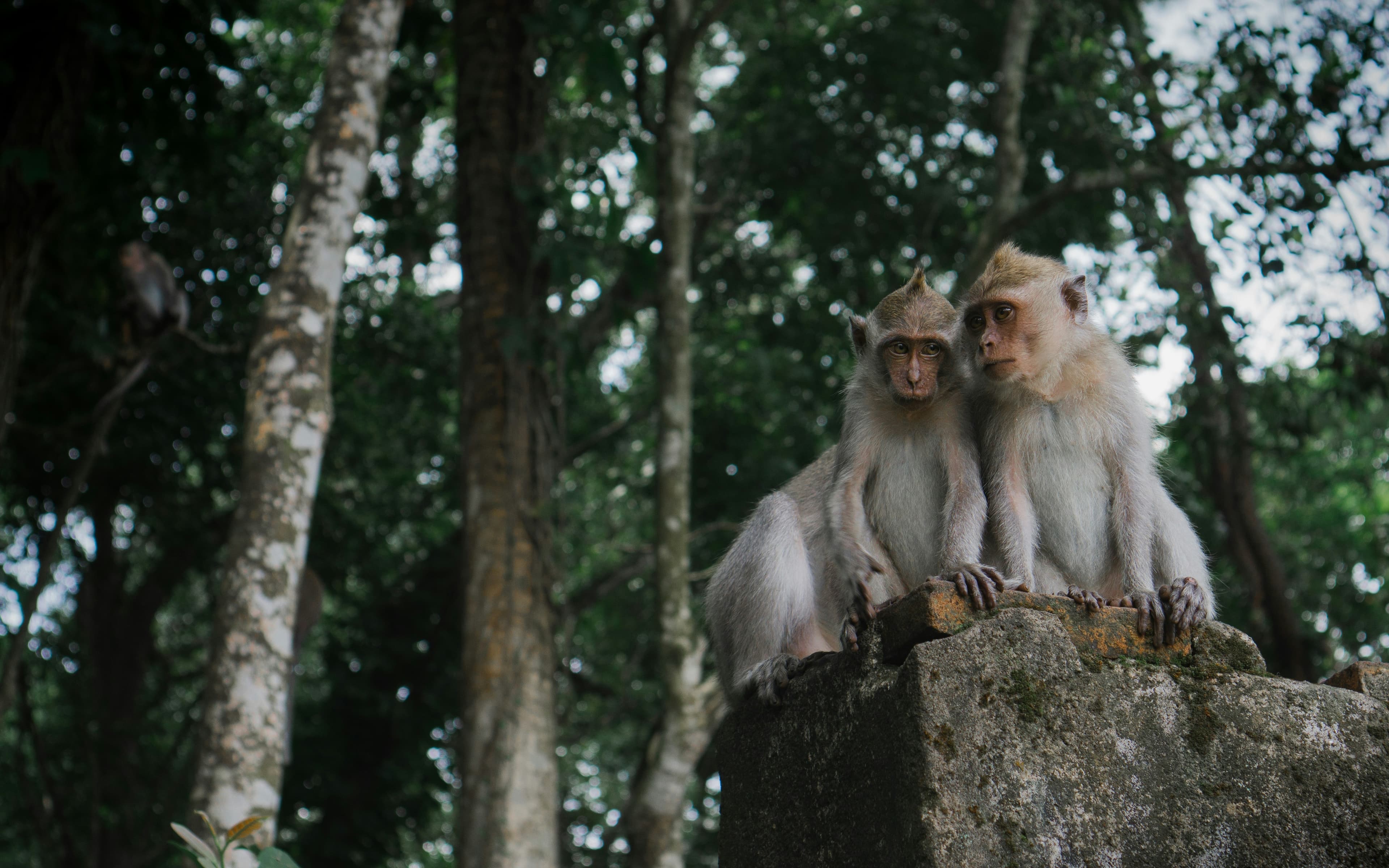 Monkeys in the forest