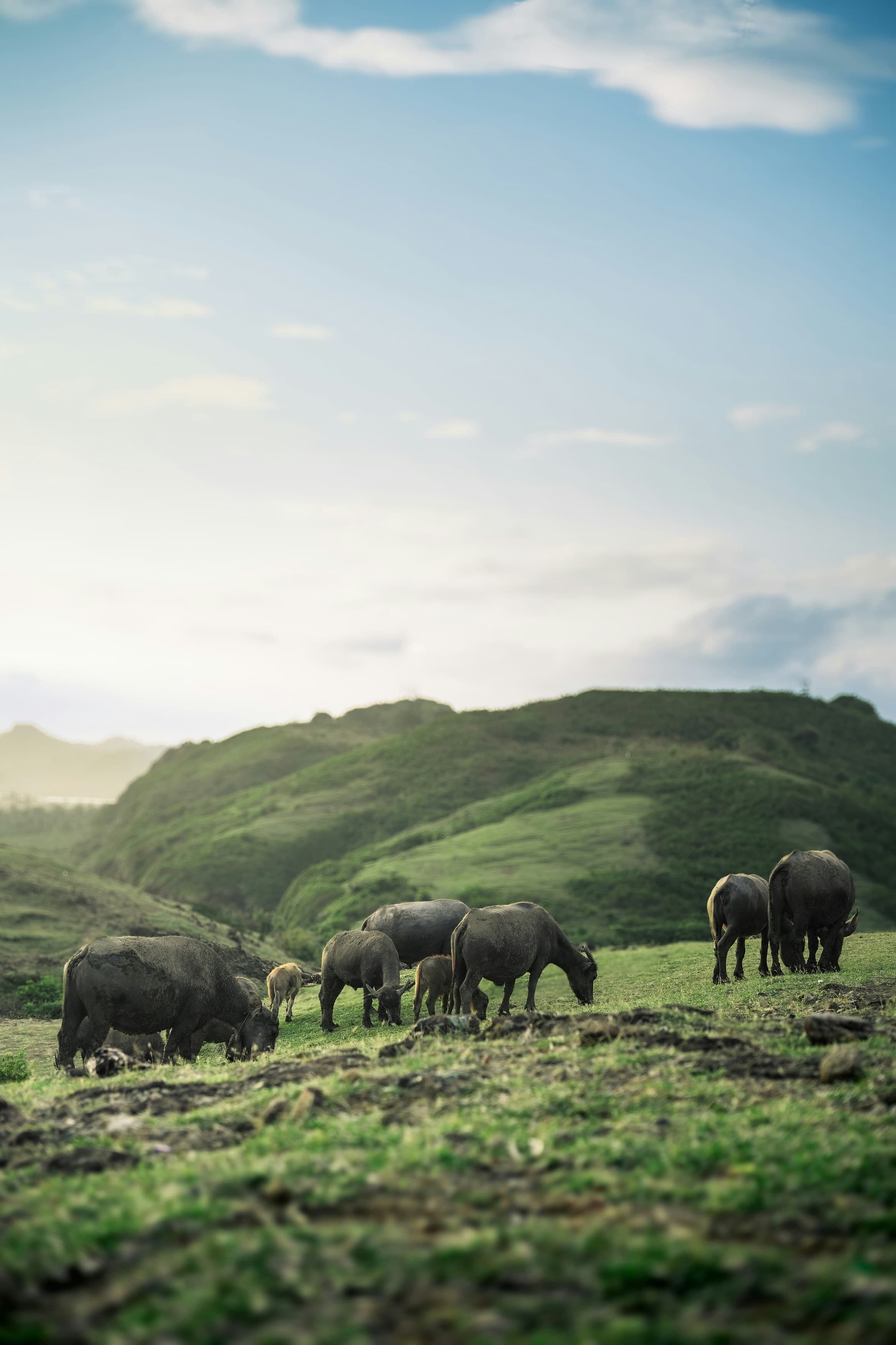 Grazing ox in Lombok